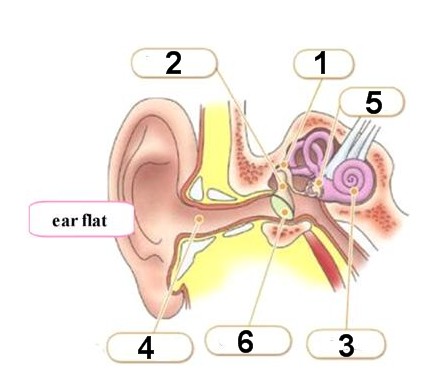 Hearing 2.jpg